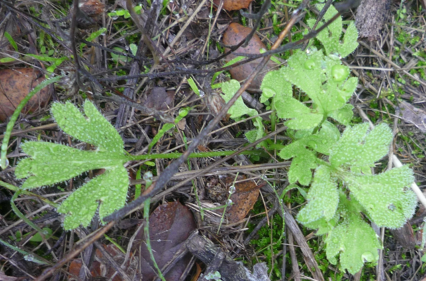 High Resolution Ranunculus californicus Shoot